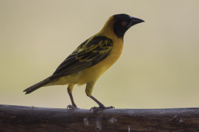 Village Weaver