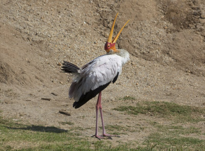 Yellow-billed Stork