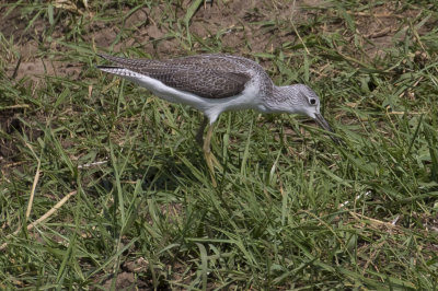 Common Greenshank