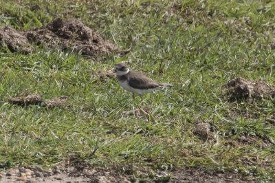 _Common Ringed Plover