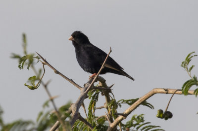 Village Indigobird