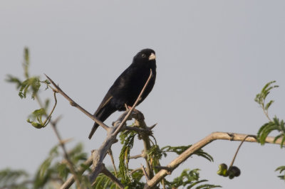 Village Indigobird