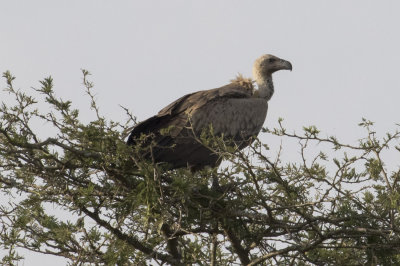 African White-backed Vulture