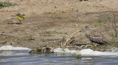Water Thick-knee & Yellow Wagtail