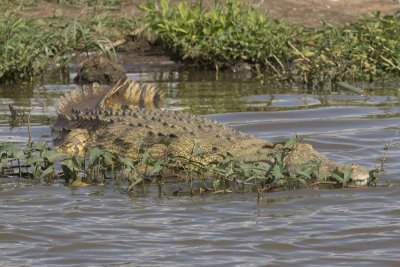 Nile Crocodile