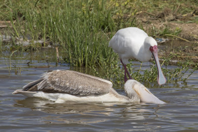 African Spoonbill & Pink-backed Pelican