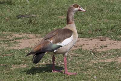 Egyptian Goose