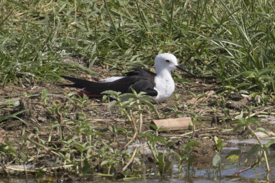 Black-necked Stilt