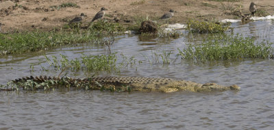 Nile Crocodile