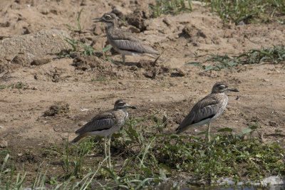 Water Thick-knee