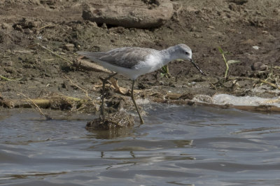 Marsh Sandpiper