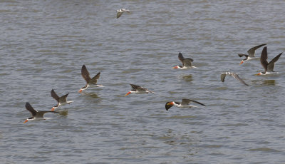 African Skimmers