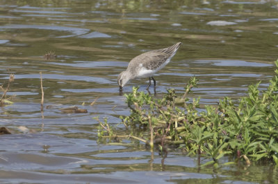 Curlew Sandpiper