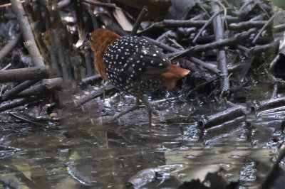 White-spotted Flufftail
