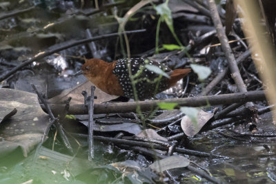 White-spotted Flufftail