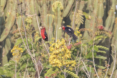 Double-toothed Barbets
