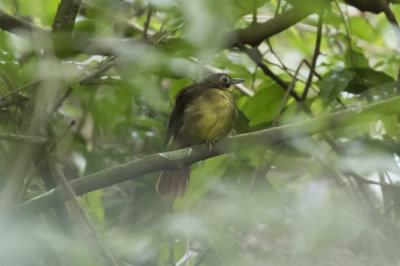 Red-tailed Bristlebill