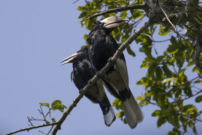 Black-and-whtie Casqued Hornbills