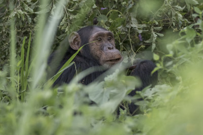 Chimpanze