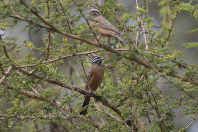 Cinnamon-chested Rock Bunting
