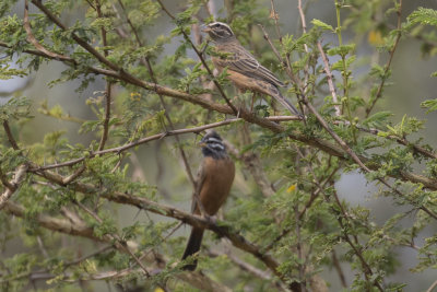 Cinnamon-chested Rock Bunting