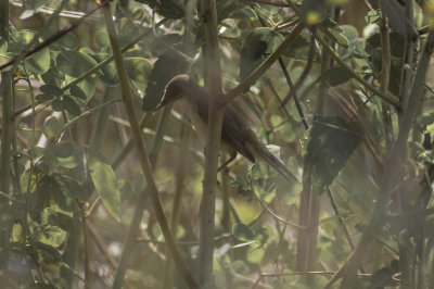 African Reed Warbler
