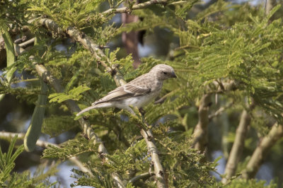 White-rumped Seedeater