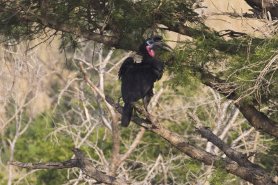 Abyssian Ground Hornbill