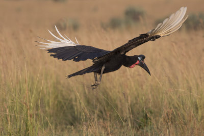 Abyssian Ground Hornbill