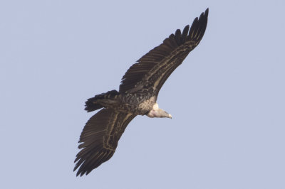 Ruppel's Griffon Vulture