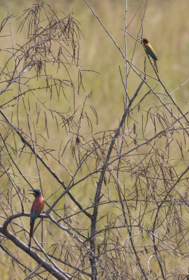Red-throated & Carmine Bee-eaters