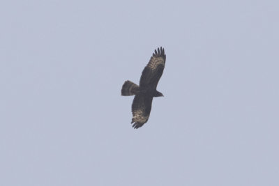 European Honey-Buzzard