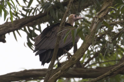 Hooded Vulture