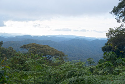 MBwindi Swamp