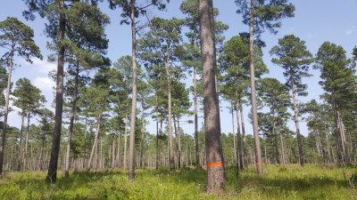 Moro Big Pine Natural Area, Calhoun Co AR