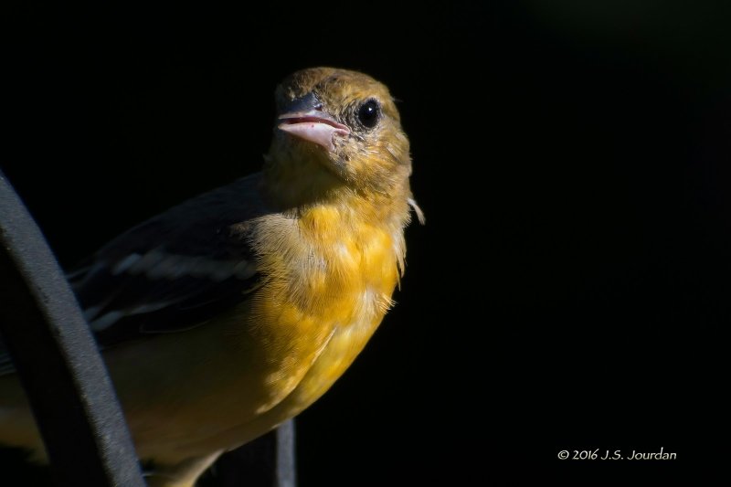 DSC01263BaltimoreOriole.jpg