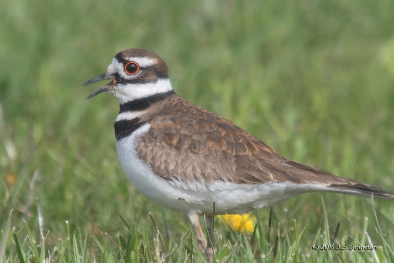 DSC03400Killdeer.jpg