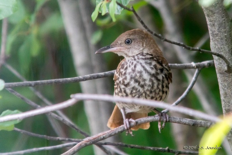 DSC09045BrownThrasher.jpg