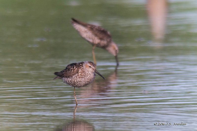 DSC09588StiltSandpiper.jpg