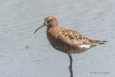 DSC05630CurlewSandpiper.jpg