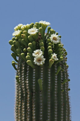 Saguaro Blooms near Tucson
