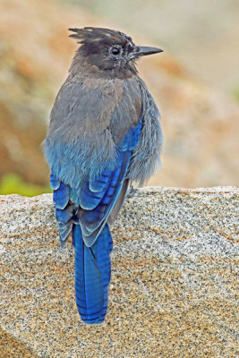 Stellars Jay Rocky Mtn NP