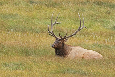 Elk Rocky Mtn NP