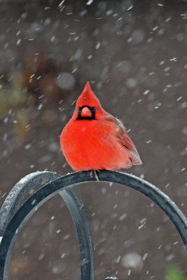 Cardinal and snow