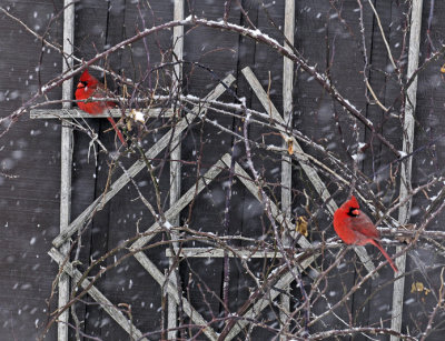 Cardinals during snow fall