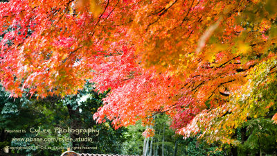 osky_D4987W002.jpg