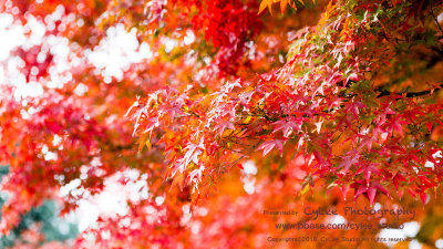 osky_D4988W002.jpg
