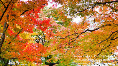 osky_D5034W002.jpg