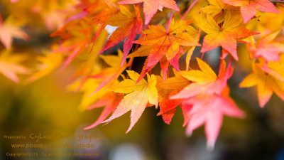 osky_D5055W002.jpg