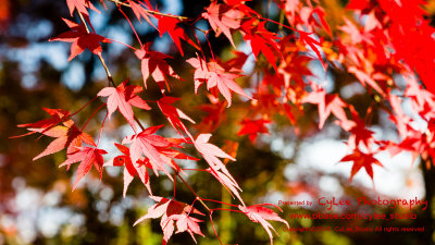 osky_D4877W002.jpg